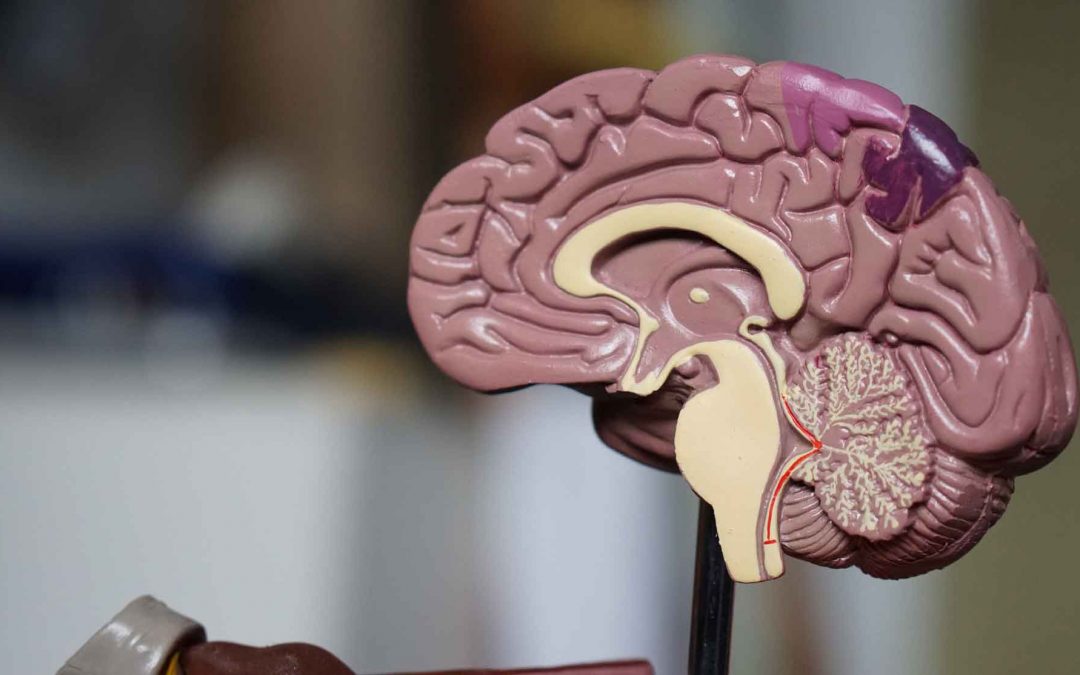 Stress and the Brain